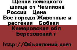 Щенки немецкого шпица от Чемпиона России › Цена ­ 50 000 - Все города Животные и растения » Собаки   . Кемеровская обл.,Березовский г.